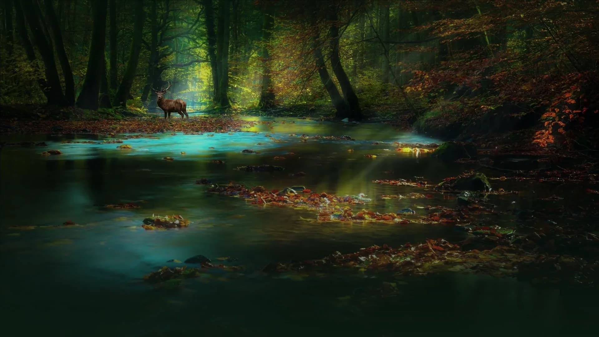 A sunlit forest stream surrounded by autumn trees